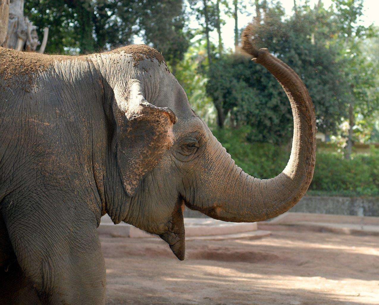 Elefante Asiat Proboscide Associazione L Agone Nuovo