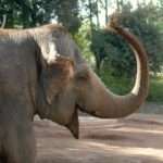 ELEFANTE ASIAT_proboscide